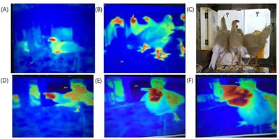 Thermal Image Scanning for the Early Detection of Fever Induced by Highly Pathogenic Avian Influenza Virus Infection in Chickens and Ducks and Its Application in Farms